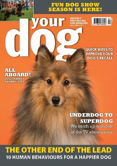 Your Dog Magazine